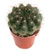 Notocactus_ottonis